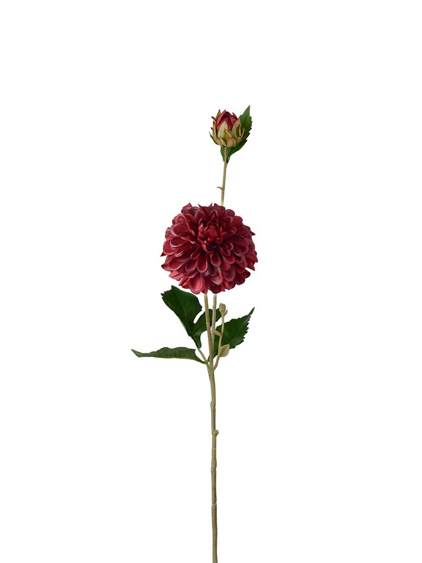 Dahlia, Burgundy