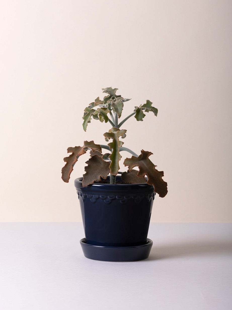 Kopenhagen Glasierter Topf mit Untersetzer, Saphirblau