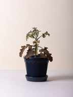 Kopenhagen Glasierter Topf mit Untersetzer, Saphirblau