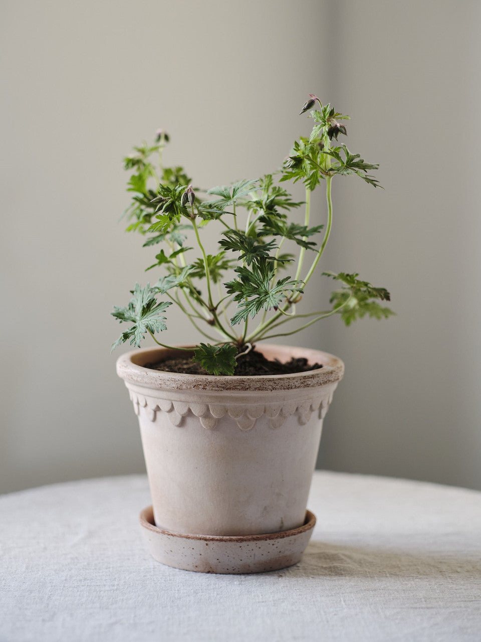 Köpenhamn Topf mit Untersetzer, Raw Rosa