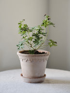 Köpenhamn Topf mit Untersetzer, Raw Rosa